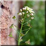 Capsella bursa-pastoris, Blütenstand