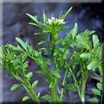 Cardamine flexuosa