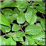 Carpinus betulus, Blatt