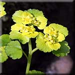 Chrysosplenium alternifolium