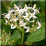 Cornus sanguinea