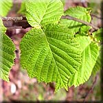 Corylus avellana