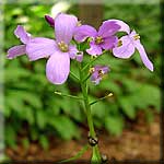 Cardamine bulbifera