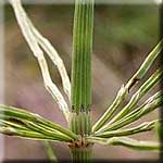 Equisetum arvense