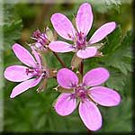 Erodium cicutarium