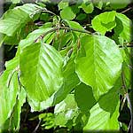 Fagus sylvatica, Blatt