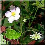 Fragaria vesca