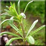 Galium aparine