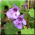 Glechoma hederacea