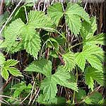 Humulus lupulus