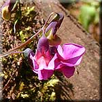 Lathyrus linifolius