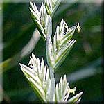 Lolium perenne