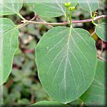 Lonicera xylosteum, Blatt