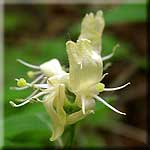 Lonicera xylosteum, Blüte
