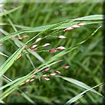 Melica uniflora