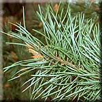 Pinus sylvestris, Zweig