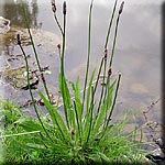 Plantago lanceolata