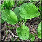 Plantago major