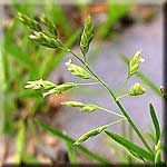 Poa annua