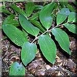 Polygonatum multiflorum