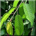 Prunus avium, Blatt