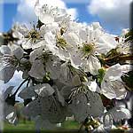 Prunus avium, Blüte