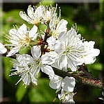 Prunus spinosa