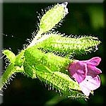 Pulmonaria obscura, Blüte