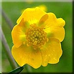 Ranunculus acris