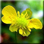 Ranunculus auricomus, Blüte