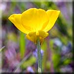 Ranunculus bulbosus