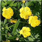 Ranunculus repens