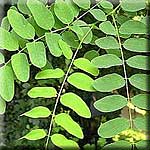 Robinia pseudoacacia, Blatt