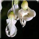 Robinia pseudoacacia, Blüte