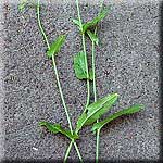 Rumex acetosa