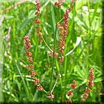 Rumex acetosa, Blütenstand