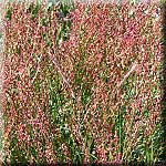 Rumex acetosella