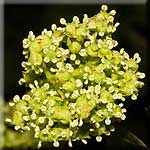 Sambucus racemosa, Blütenstand