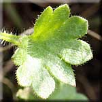 Saxifraga granulata, Blatt