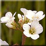 Saxifraga granulata, Blüte