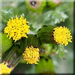 Senecio vulgaris, Blütenkopf