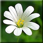 Stellaria holostea, Blüte