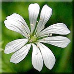 Stellaria nemorum