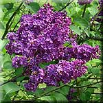 Syringa vulgaris