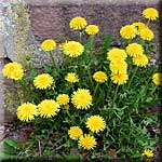 Taraxacum officinale