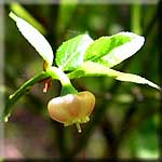 Vaccinium myrtillus