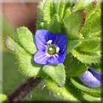 Veronica arvensis