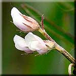 Vicia hirsuta