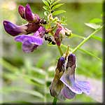 Vicia sepium