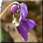 Viola odorata, Blüte seitlich